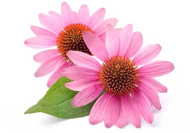 Echinacea