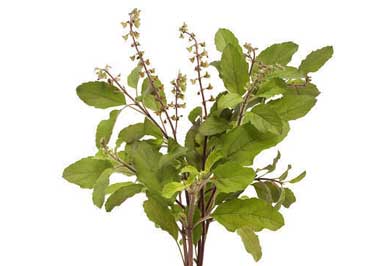 Tulsi