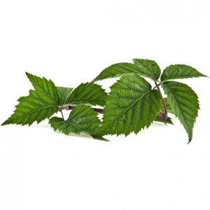 Feuilles de mûre