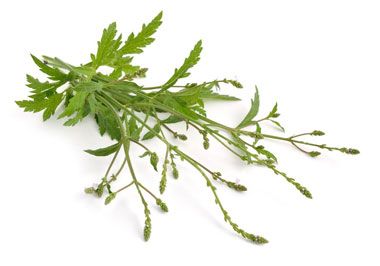 Verveine