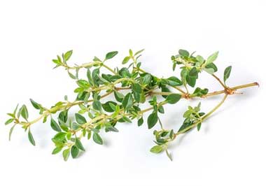 thymian